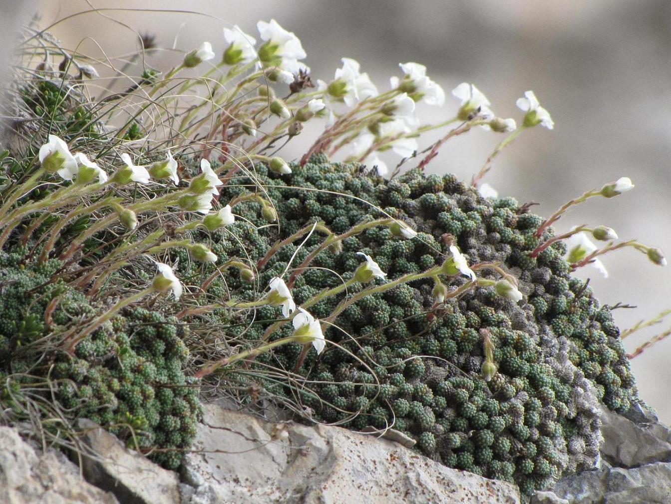 Saxifraga tombeanensis / Sassifraga del Monte Tombea